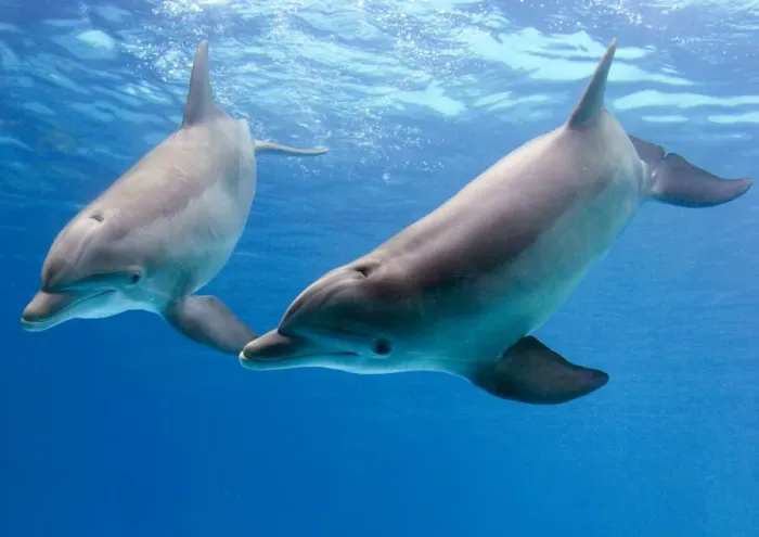 Framed Print : Bottlenose dolphins - underwater Framed Print : Bottlenose dolphins - underwater