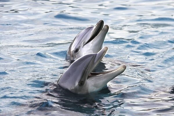 Bottlenose Dolphins - two in water. France