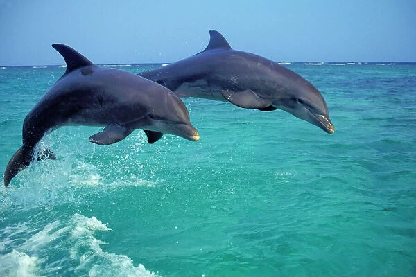 Bottlenosed Dolphins - jumping Pacific Ocean off coast of Honduras
