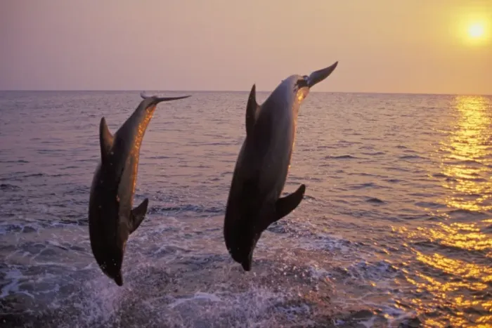 Framed Print : Bottlenosed dolphins - two off the west coast of Hondurus. Sunset Framed Print : Bottlenosed dolphins - two off the west coast of Hondurus. Sunset