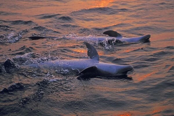 Bottlenosed Dolphins - two swim on their backs Pacific Ocean off coast of Honduras. Sunset