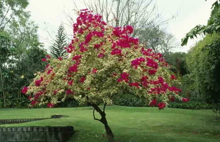 Framed Print : Bougainvillea Tree - climate change garden species Framed Print : Bougainvillea Tree - climate change garden species