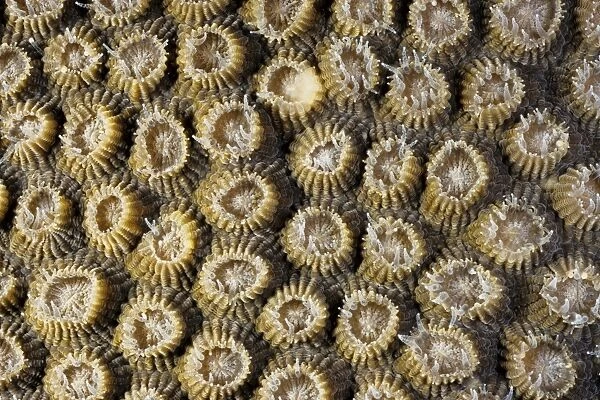 A boulder coral (Diploastrea heliopora), with polyps partially extended. Andaman Sea, Myanmar