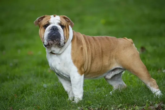 Framed Print : Bouledogue anglais Framed Print : Bouledogue anglais