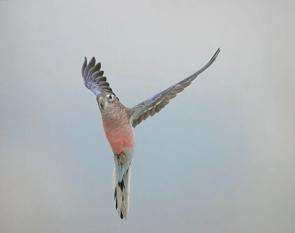 Bourkes Parakeet - Male in flight front view