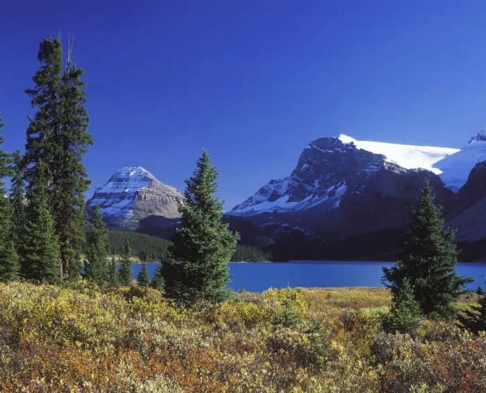 Framed Print : Bow Lake - with willows in autumn colours - Banff National Park - Canada - Alberta Framed Print : Bow Lake - with willows in autumn colours - Banff National Park - Canada - Alberta