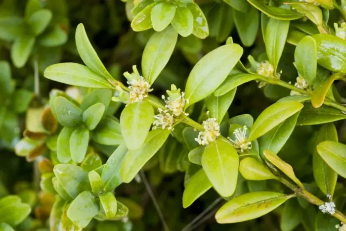 Framed Print : Box bush (Buxus sempervirens) in flower. France Framed Print : Box bush (Buxus sempervirens) in flower. France