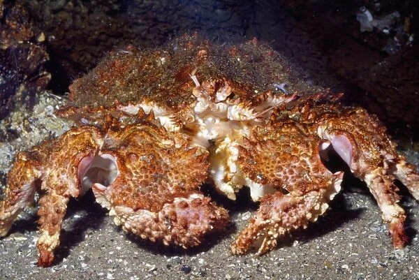 Box Crab Coastal Oregon USA