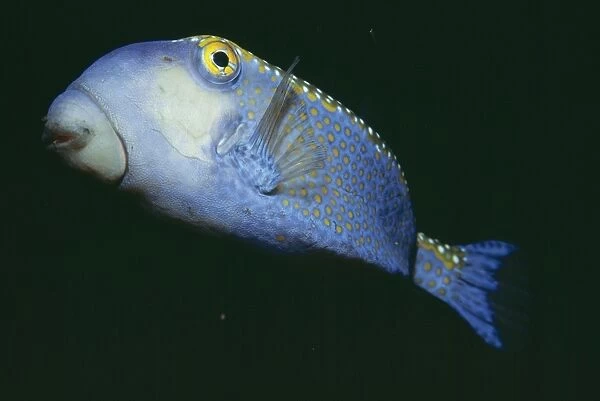 Box Fish Indo Pacific