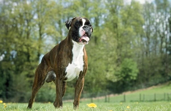 Boxer Dog. ME-458. Boxer Dog. Johan De Meester