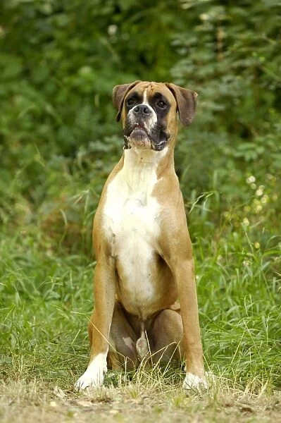 Boxer Dog. LA-714. Boxer Dog - with uncropped ears