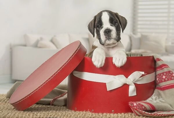 Boxer Dog puppy in hat box