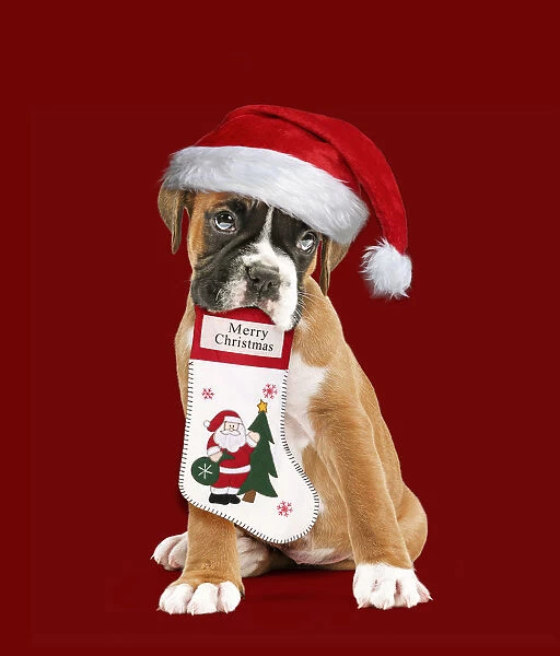 Boxer Dog, puppy wearing Christmas hat holding
