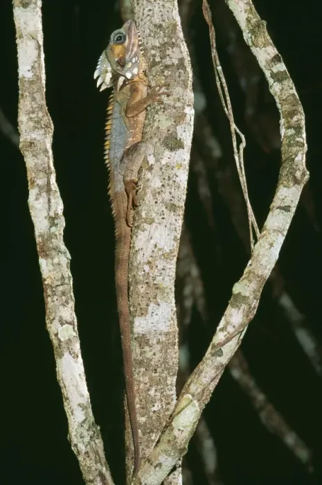 Framed Print : Boyd's Forest Dragon JPF 8216 North Queensland Rainforests Gonocephalus boydii © Jean-Paul Ferrero / ardea. com Framed Print : Boyd's Forest Dragon JPF 8216 North Queensland Rainforests Gonocephalus boydii © Jean-Paul Ferrero / ardea. com