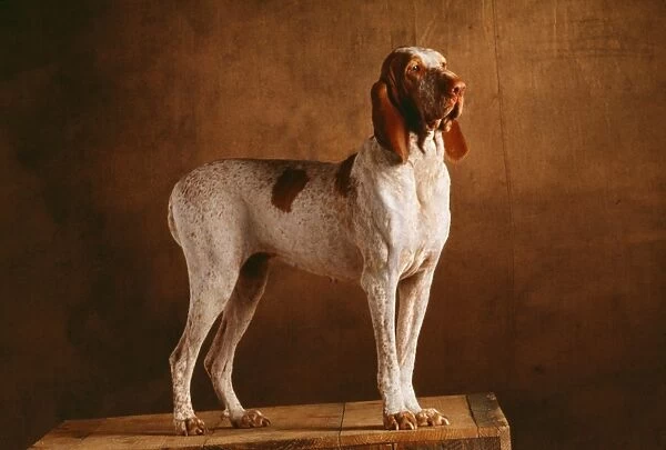 Bracco Italiano Dog YAB 1677 © Yann Arthus-Bertran  /  ARDEA LONDON