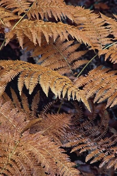 Bracken - Autumn patterns