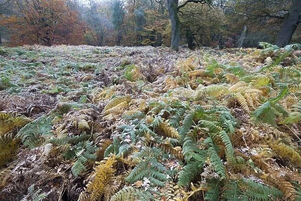 Bracken Fern - in a woodland glade