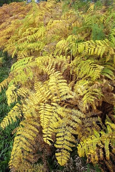 Bracken - fronds in autumn colour. Northumberland, UK