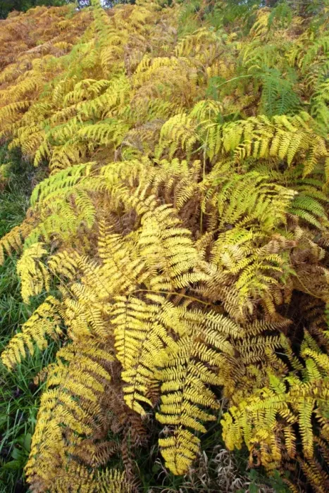 Framed Print : Bracken - fronds in autumn colour. Northumberland, UK