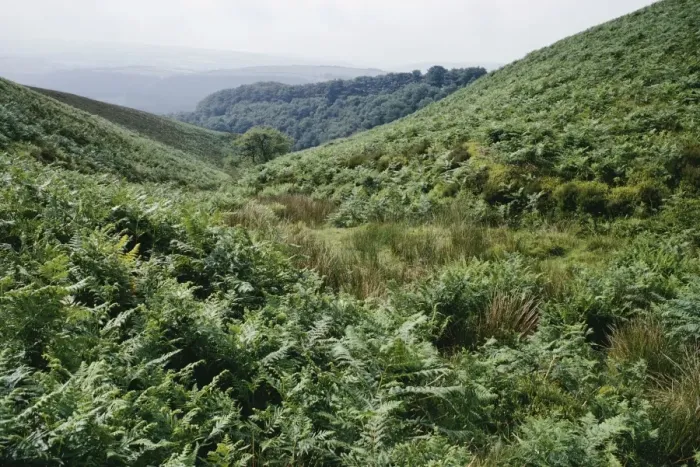 Framed Print : Bracken ROG 6768 Bin Combe, Dunkery Beacon, Exmoor © Bob Gibbons  /  ARDEA LONDON
