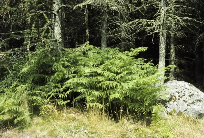 Framed Print : Bracken SSG 464 © ARDEA LONDON