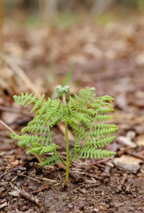 Framed Print : Bracken unfurling Framed Print : Bracken unfurling