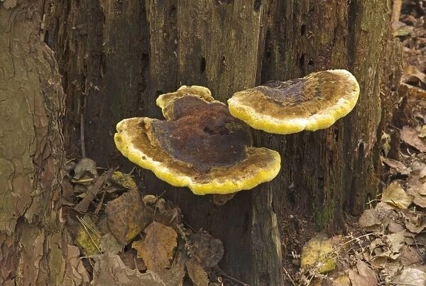 Bracket Fungus - Habitat - on deciduous trees, especially oak and beech. Uncommon. Not edible. Nap Wood Nature Reserve, East Sussex. UK October