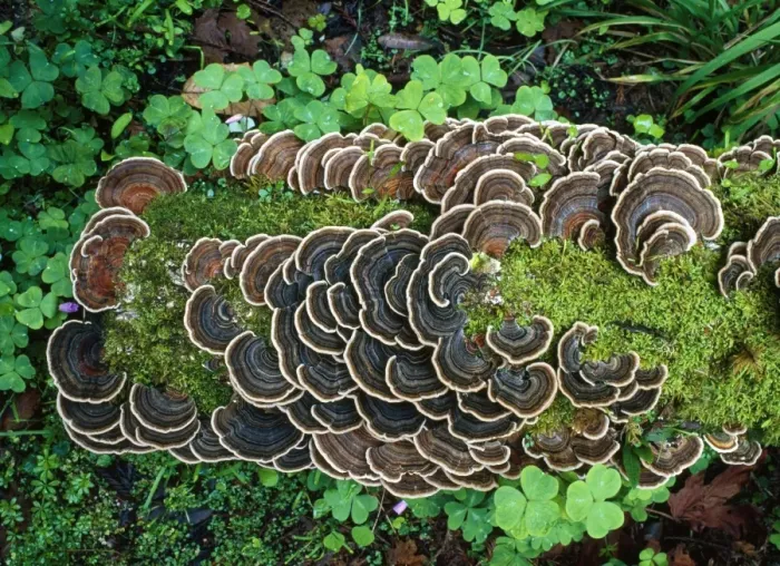 Framed Print : Bracket Fungus - on old log Framed Print : Bracket Fungus - on old log