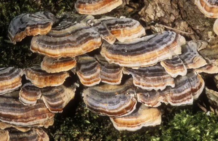 Framed Print : Bracket Fungus Many zoned Framed Print : Bracket Fungus Many zoned