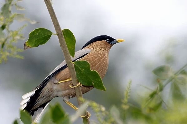 Brahminy Starling - Perched on branch A widespread resident inhabiting dry well-wooded areas and thorn scrub. Photographed in Keoladeo Ghana National Park, Bharatpur, India, Asia