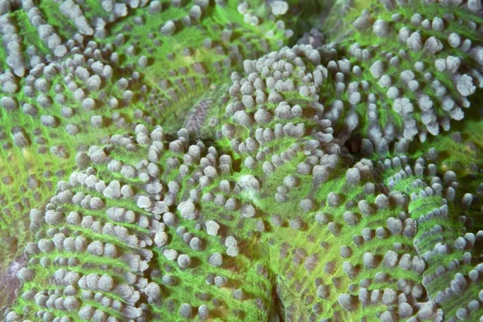 Framed Print : Brain Coral - close up - Indonesia Framed Print : Brain Coral - close up - Indonesia