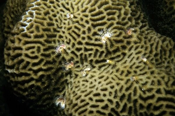 Brain Coral - Indo Pacific
