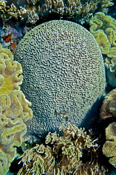 Framed Print : Brain Coral - this perfect formation could be over 100 years old - Indonesia Framed Print : Brain Coral - this perfect formation could be over 100 years old - Indonesia