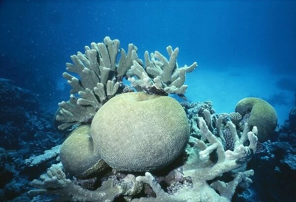 Brain Coral - and Staghorn Coral Gilbert Islands