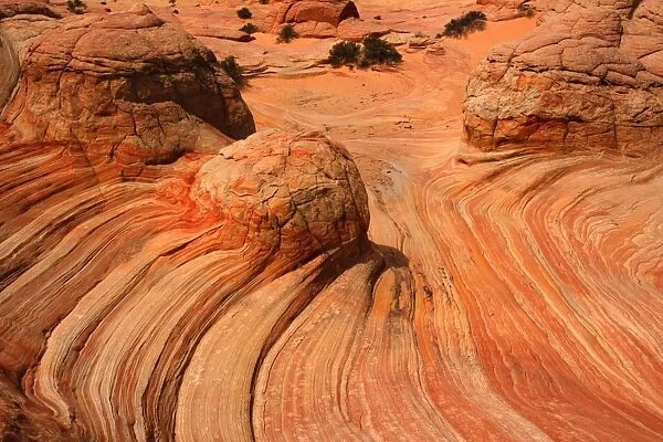 Brainrocks - carved rock made of jurrasic-age Navajo Sandstone that is approximately 190 millions old - Coyote Buttes North - Vermillion Cliffs - Grand Staircase Escalante National Monument - Utah - USA