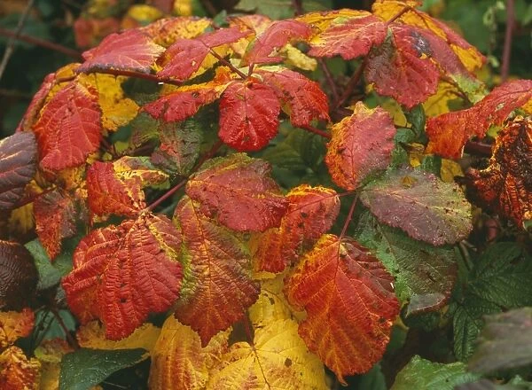 Bramble Leaves Autumn, Dorset, UK