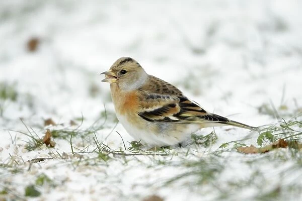 Brambling - female feeding on ground in winter snow - Hessen - Germany