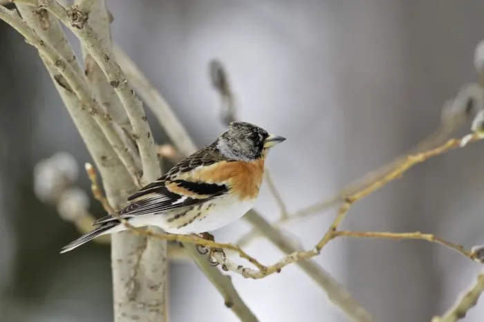 Framed Print : Brambling - female. Kuhmo - Finland Framed Print : Brambling - female. Kuhmo - Finland