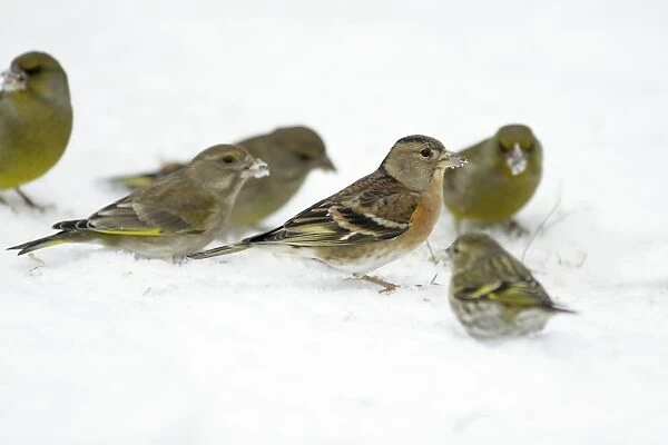 Brambling - and Greenfinches - searching for food in garden on winter snow - Germany
