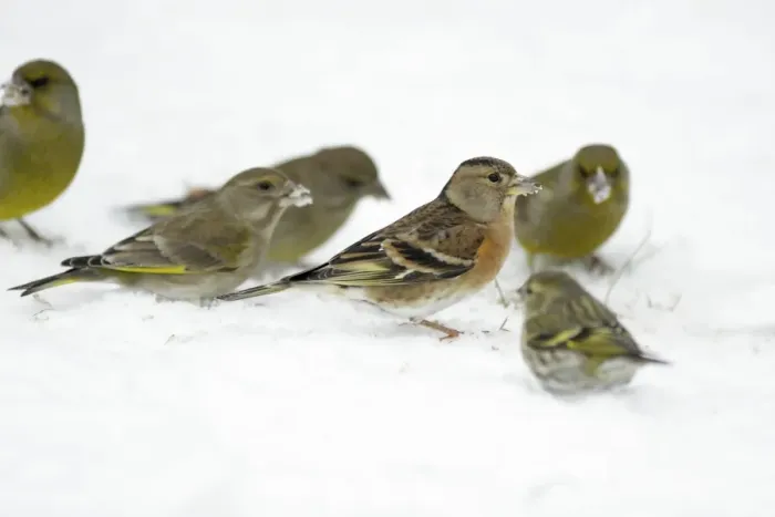 Framed Print : Brambling - and Greenfinches - searching for food in garden on winter snow - Germany Framed Print : Brambling - and Greenfinches - searching for food in garden on winter snow - Germany
