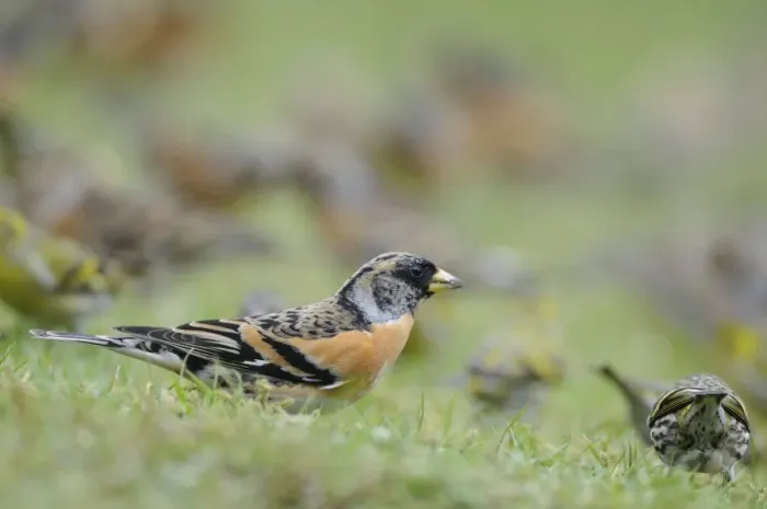 Framed Print : Brambling - on ground Framed Print : Brambling - on ground