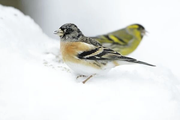 Brambling - male feeding on ground in winter snow - Hessen - Germany