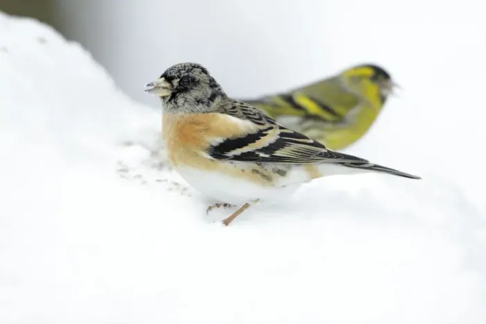 Framed Print : Brambling - male feeding on ground in winter snow - Hessen - Germany Framed Print : Brambling - male feeding on ground in winter snow - Hessen - Germany
