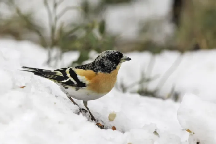 Framed Print : Brambling - male. Kuhmo - Finland Framed Print : Brambling - male. Kuhmo - Finland