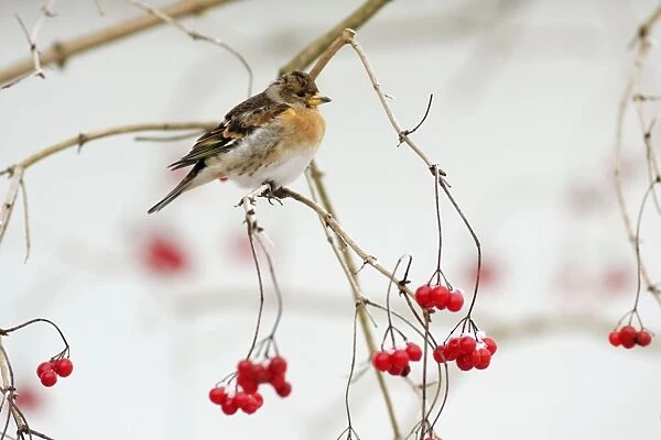 Brambling - male in winter plumage - on branch with berries and snow in background - Lower Saxony, Germany