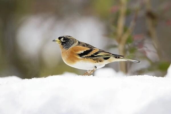 Brambling - male in winter plumage - in snow - Lower Saxony, Germany