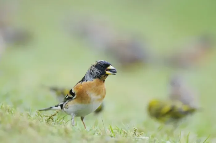 Framed Print : Brambling - with seed in mouth Framed Print : Brambling - with seed in mouth