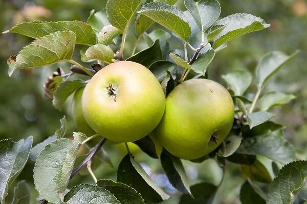 Bramley Apple - two large apples on the tree - Wiltshire - England - UK