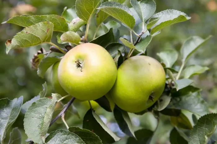 Framed Print : Bramley Apple - two large apples on the tree - Wiltshire - England - UK