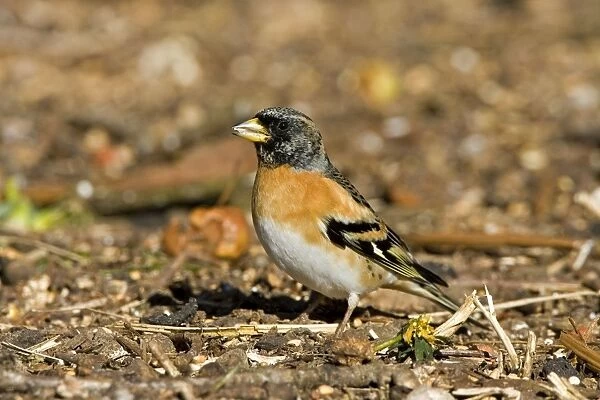 Branbling - Male feeding on ground - Norfolk UK